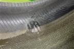 Шина Continental PremiumContact 6 102Y XL 245/45 R19 (Лето)
