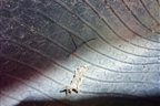 Шина Continental ContiSportContact 5 255/35 R19 (Лето)