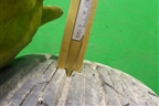 Шина Triangle Tem11 86H 175/65 R14 (Лето)