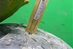 Шина Goodyear Eagle LS 104T 235/65 R18 (Лето)