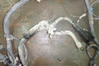 Проводка подкапотная для Opel Astra G 1998-2005г