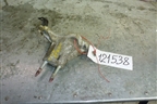Кронштейн КПП для Honda Civic 4D с 2006-2012г