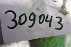 Шкив помпы (1.3л 4A90) (MN176741) для Mitsubishi Colt с 2004г