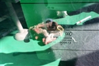 Стекло заднее (2016г) для Land Rover Range Rover Sport с 2013-2022г