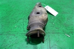 Коллектор выпускной (правый 4.2л BGH) (077253034T) для Volkswagen Phaeton с 2002-2014г