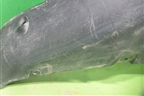 Юбка переднего бампера (под парктроник) (51117294481) для BMW X5 F15 с 2013г