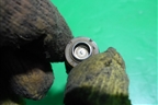 Форсунка инжекторная электрическая ( 1.8л  SQR481FC) (0280156264) для Vortex Vortex/Tingo с 2010-2014г