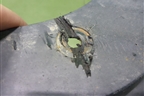 Брызговик задний правый (788104EA0A) для Nissan Qashqai (J11E) с 2013г