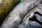 Корзина сцепления (1.5л G4EC) (HDC61) для Hyundai Aсcent с 2000г