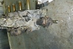 Головка блока цилиндров (3zr.2.0л) для Toyota Rav-4 с 2006-2013г