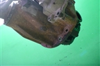 Редуктор заднего моста (2.8л 1GD) для Toyota Land Cruiser Prado(150) с 2009г