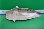 Экран тепловой (на днище) для Toyota Corolla (E12) с 2001-2007г