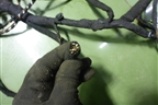 Проводка салонная (6N1T14401AGF) для Ford Fusion с 2002г