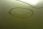 Капот (5330142070) для Toyota Rav-4 с 2006-2013г